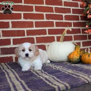 Archer, Cavachon Puppy